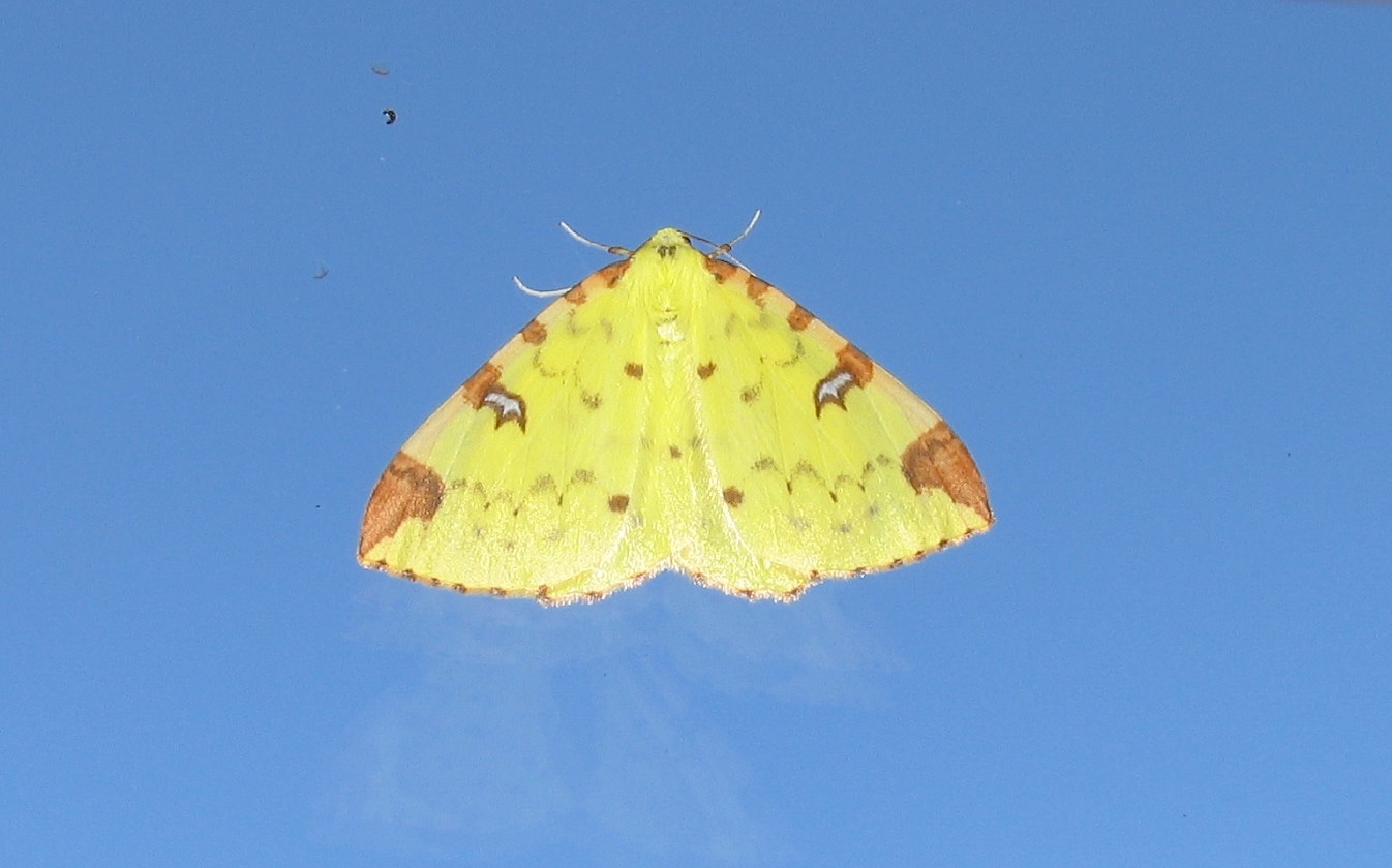 Opisthograptis luteolata (Linnaeus, 1758)